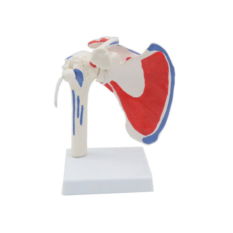 Shoulder Joint Anatomy Model With Rotator Cuff