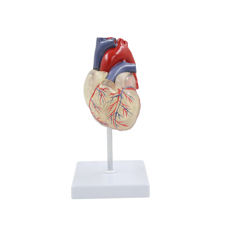 Heart and Conducting System Model