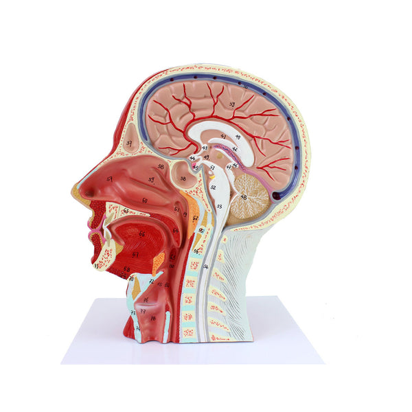 Half Head with Muscles, Nerves and Vasculature - Dr Wong Anatomy