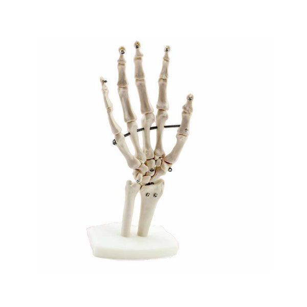 Hand Skeleton With Forearm Connection - Dr Wong Anatomy