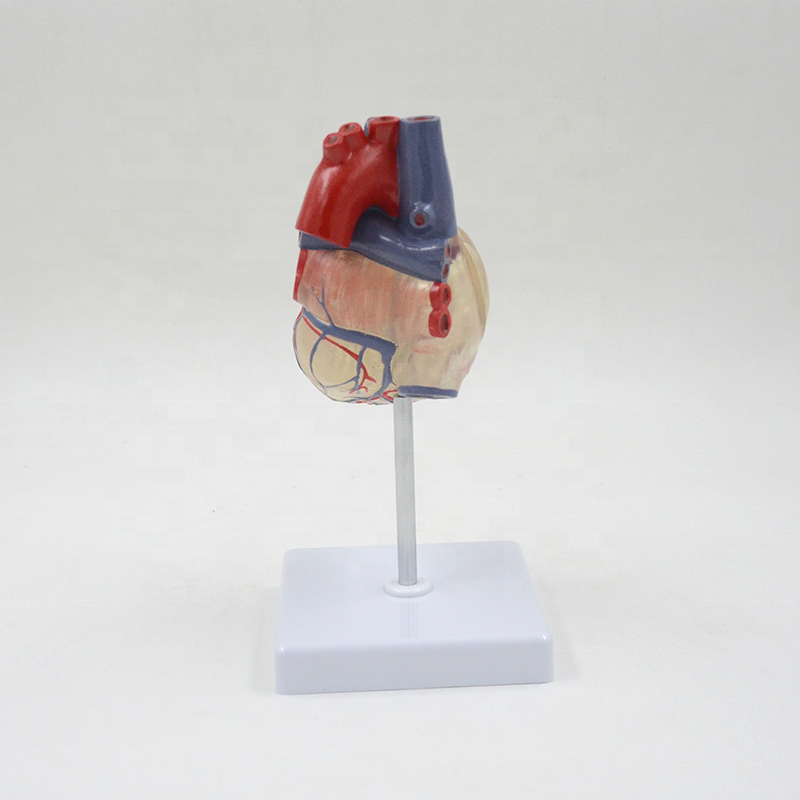 Heart and Conducting System Model – Dr Wong Anatomy