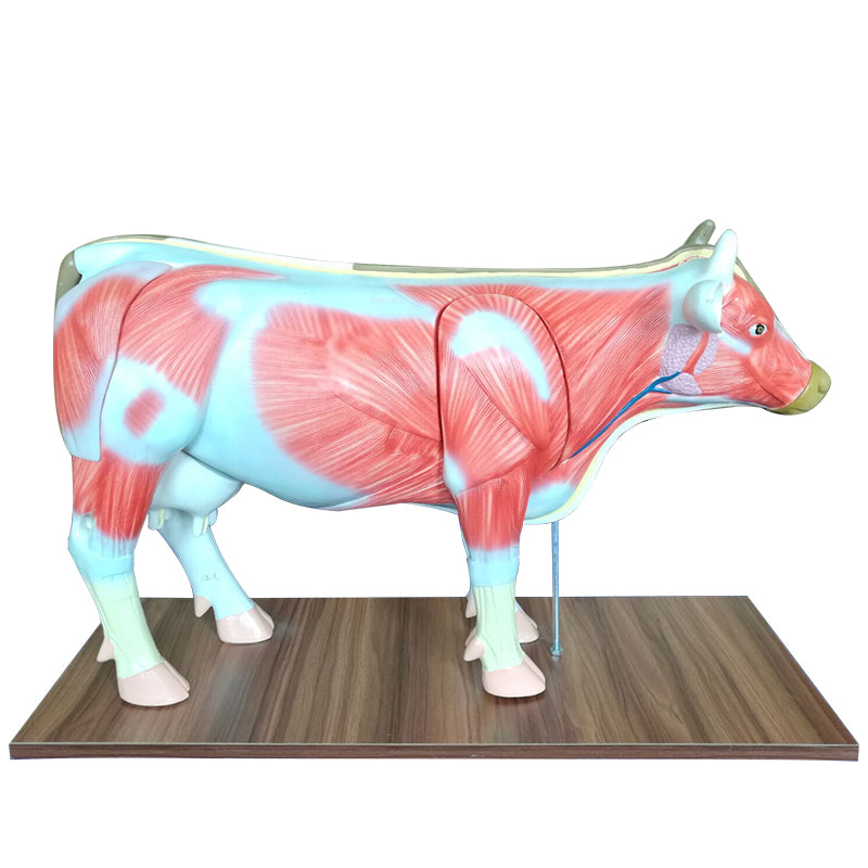 Cow Anatomy Model