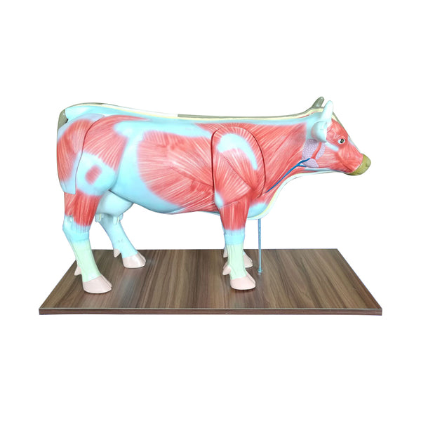 Cow Anatomy Model