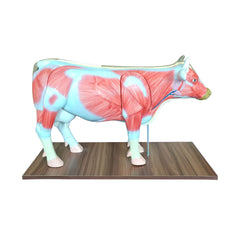 Cow Anatomy Model