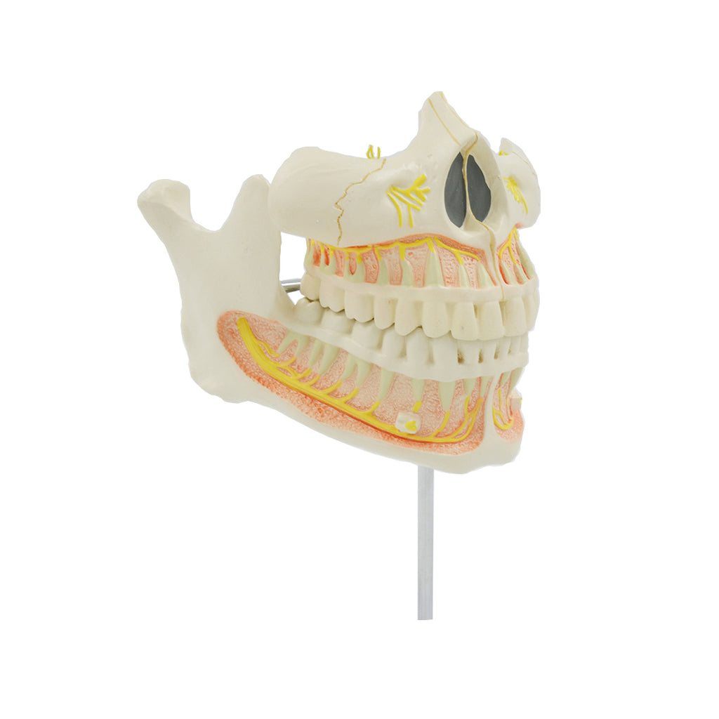 Permanent Teeth Model - Dr Wong Anatomy