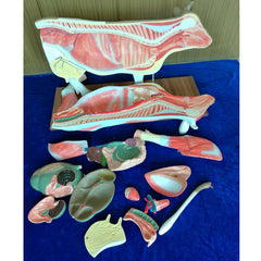 Cow Anatomy Model
