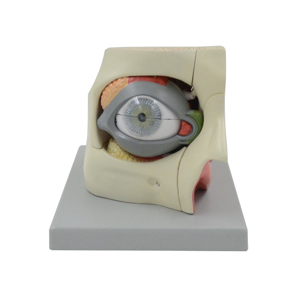 Premium Eye with Bony Orbit Anatomy Model