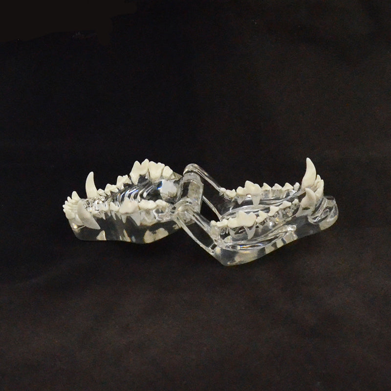 Clear Canine Jaw Model