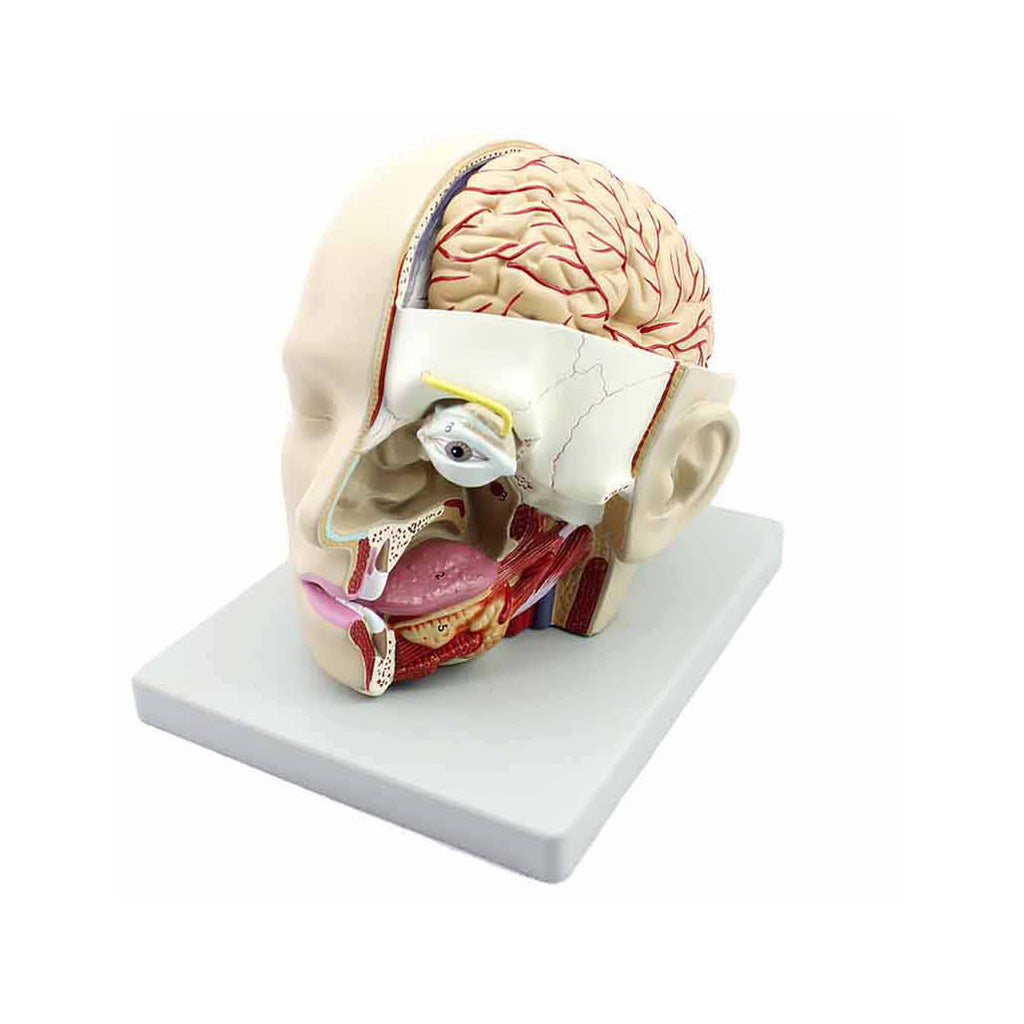 Head Model, Face and Brain Dissection Model