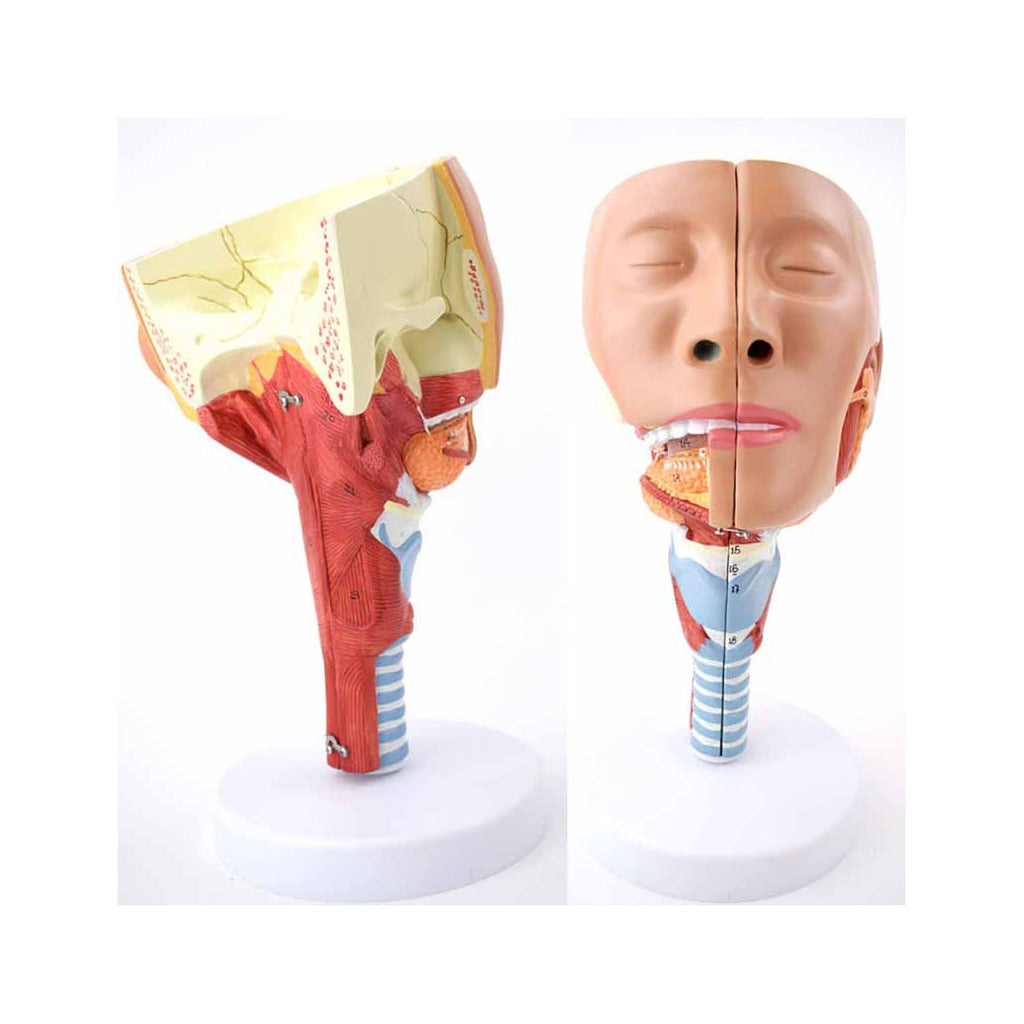 Head with Pharynx Muscles Model