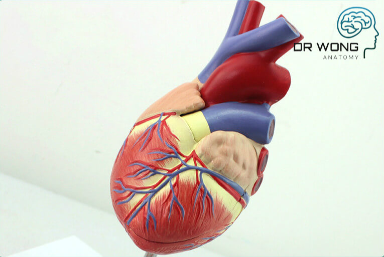 Heart Model with Artery Disease Display