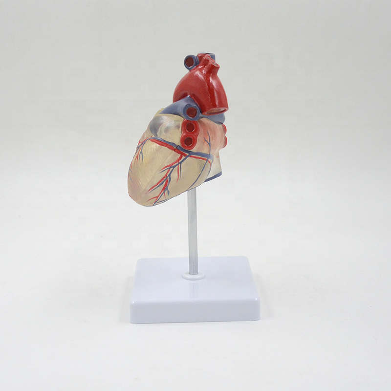 Heart and Conducting System Model – Dr Wong Anatomy