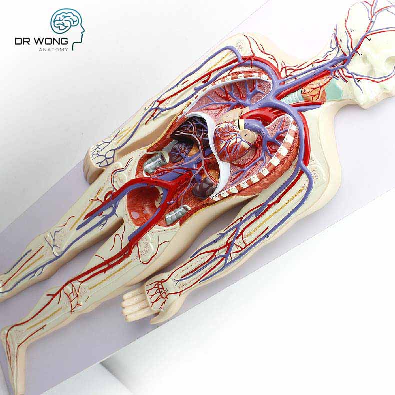 Human Circulatory System Model