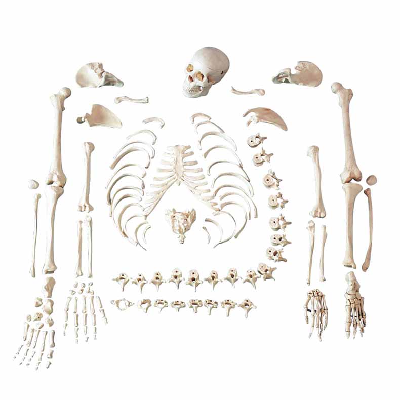 Disarticulated Human Skeleton Model – Dr Wong Anatomy