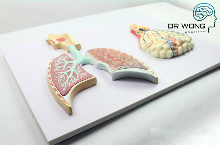 Human Respiratory System Model