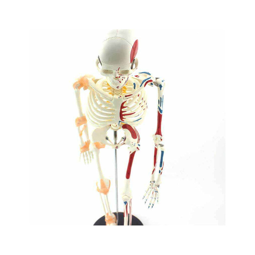 Mini Skeleton With Muscles And Ligaments - Dr Wong Anatomy