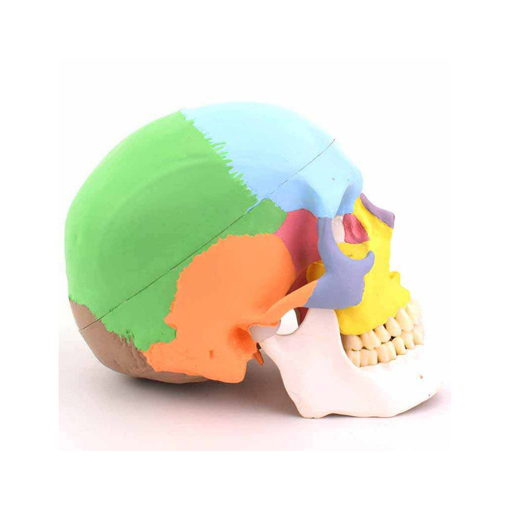 Skull Model, 3 Parts, Colored Version