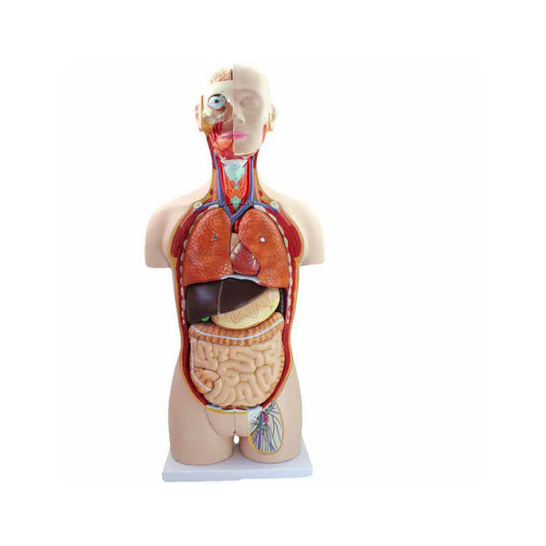 Torso Model Dual-Sex Open Back, 85CM, 27 Parts - Dr Wong Anatomy