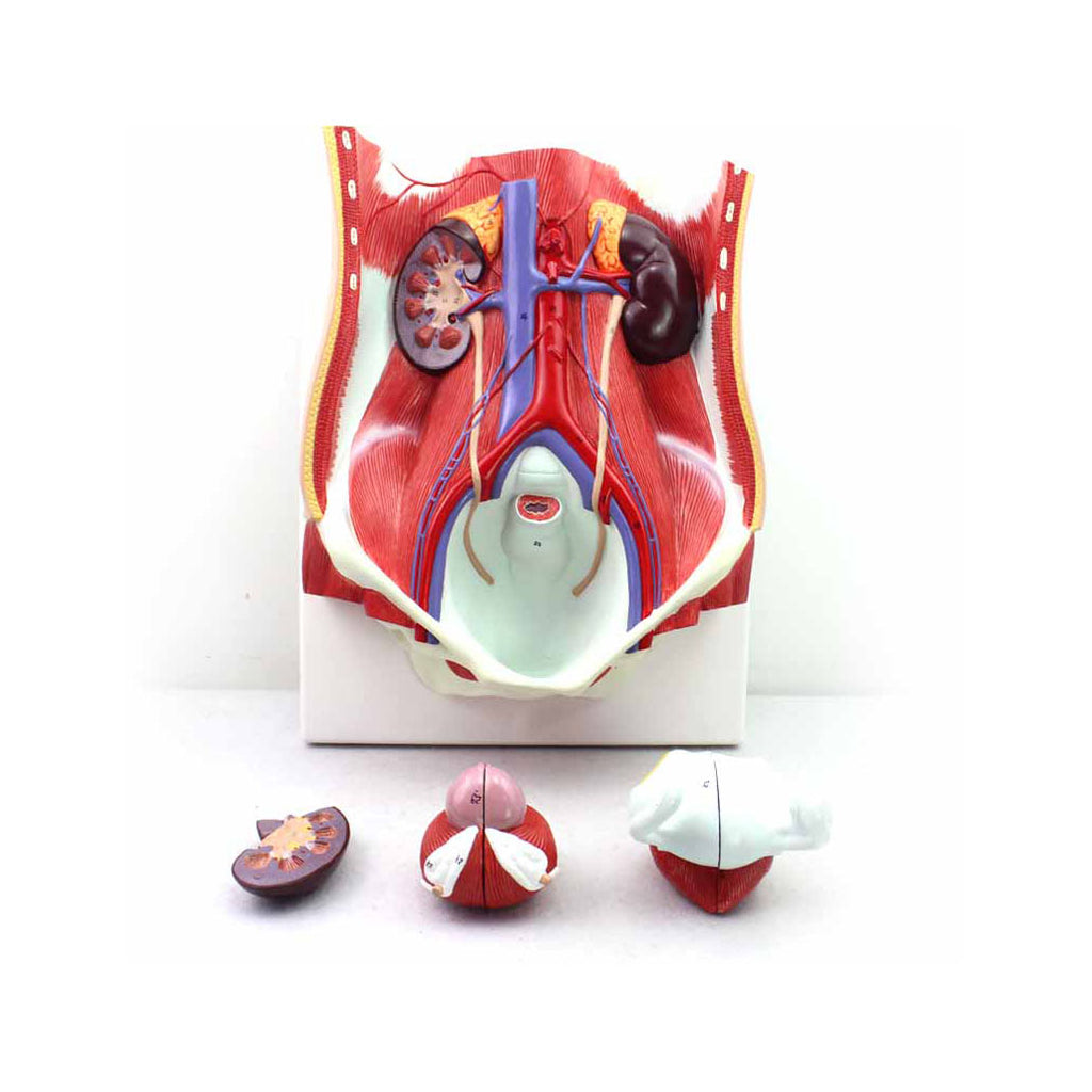 Human Urinary System Model, 6 Parts - Dr Wong Anatomy