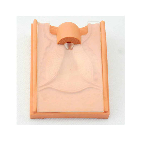 Hand-held IUD Insertion Trainer Uterus - Dr Wong Anatomy