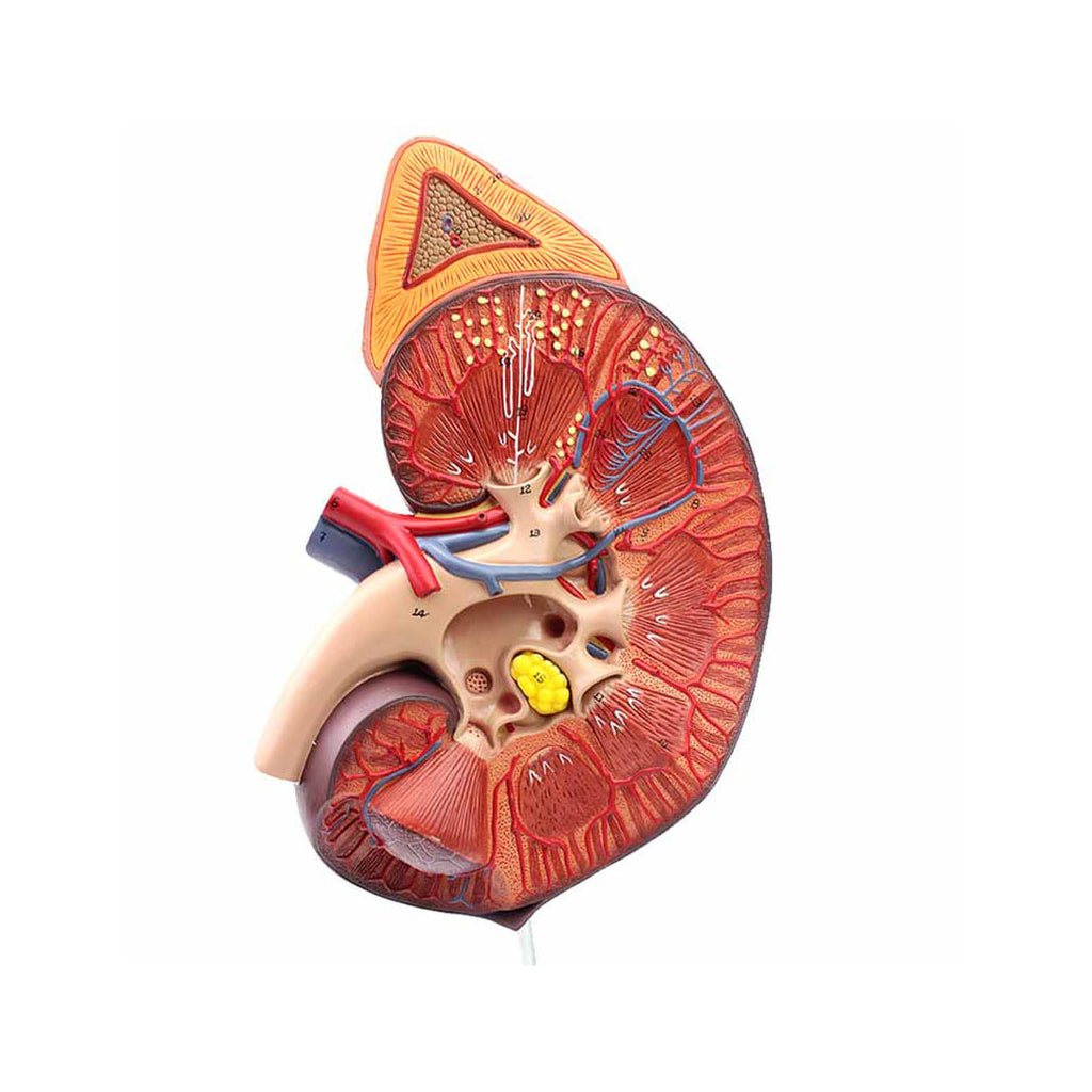 Human Kidney Model, 3X Life-Size - Dr Wong Anatomy