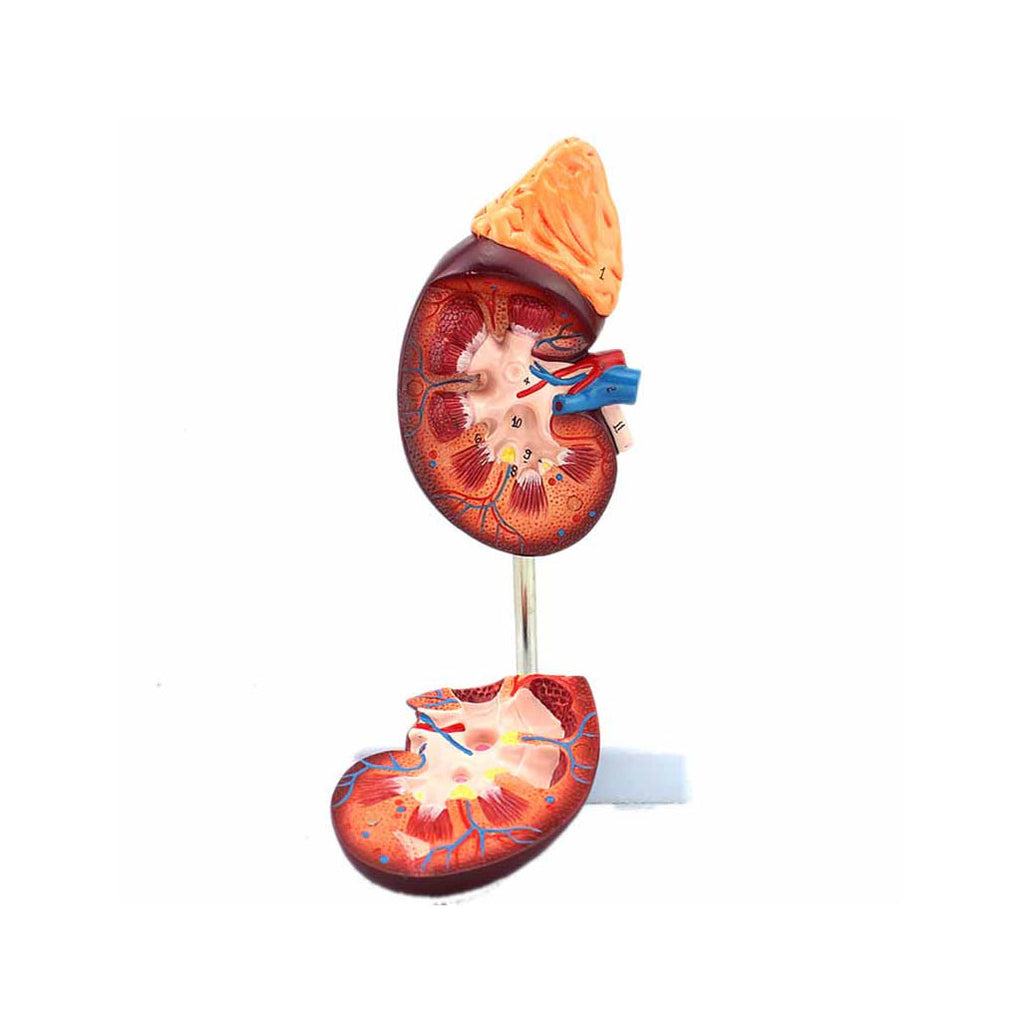 Human Kidney Model, 1.5X Life-Size - Dr Wong Anatomy