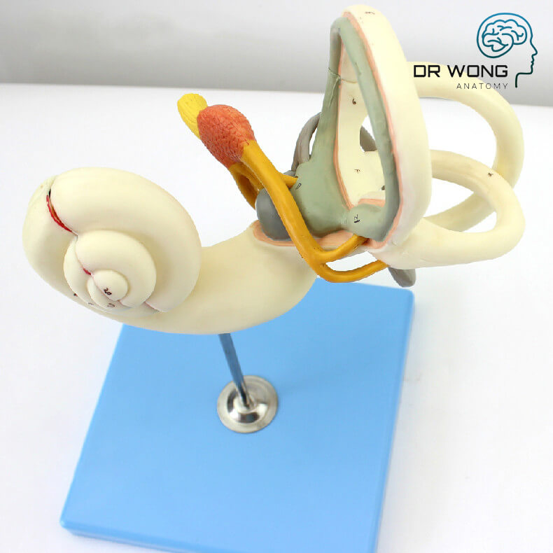 Labirhin Model Labyrinth Model, 18 Life-Times, 2 Parts – Dr Wong Anatomy