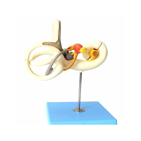 Labyrinth Model，18 Life-Times，2 Parts - Dr Wong Anatomy