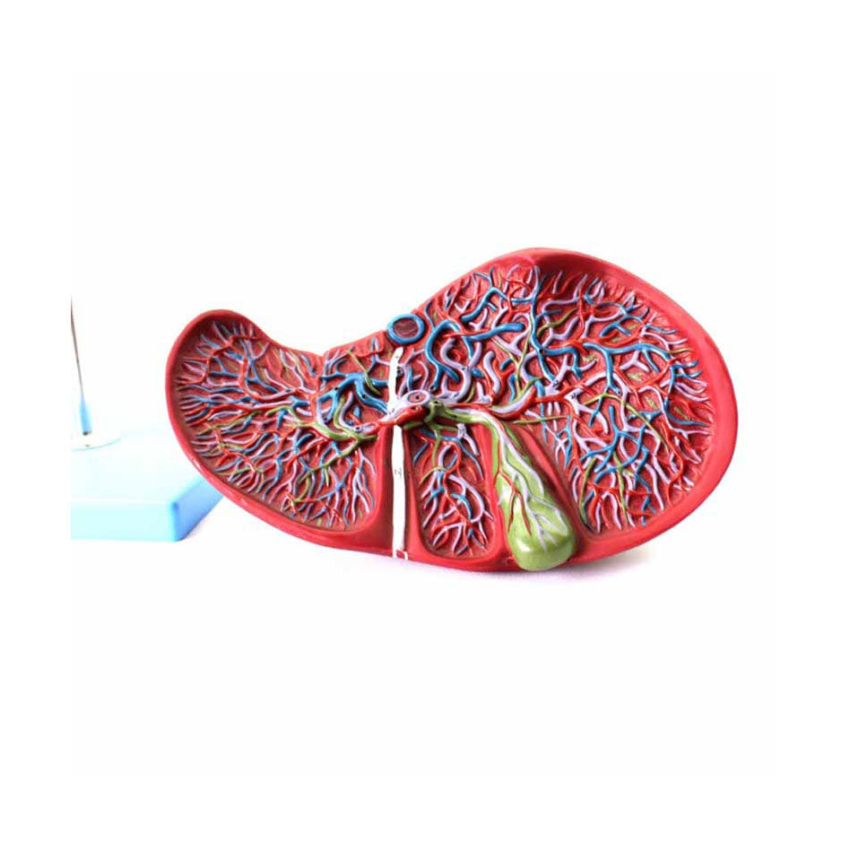 Liver And Gall Bladder Model，1.5X Life-Size - Dr Wong Anatomy