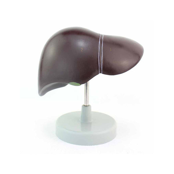 Liver Model with Gall Bladder - Dr Wong Anatomy