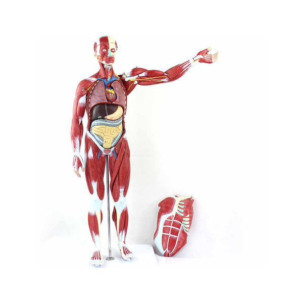 Human Muscular Figure Anatomy Model, 27 Parts - Dr Wong Anatomy