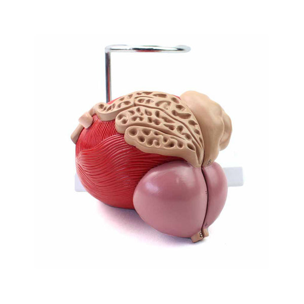 Male Urinary Bladder With Prostate, 2 Parts - Dr Wong Anatomy