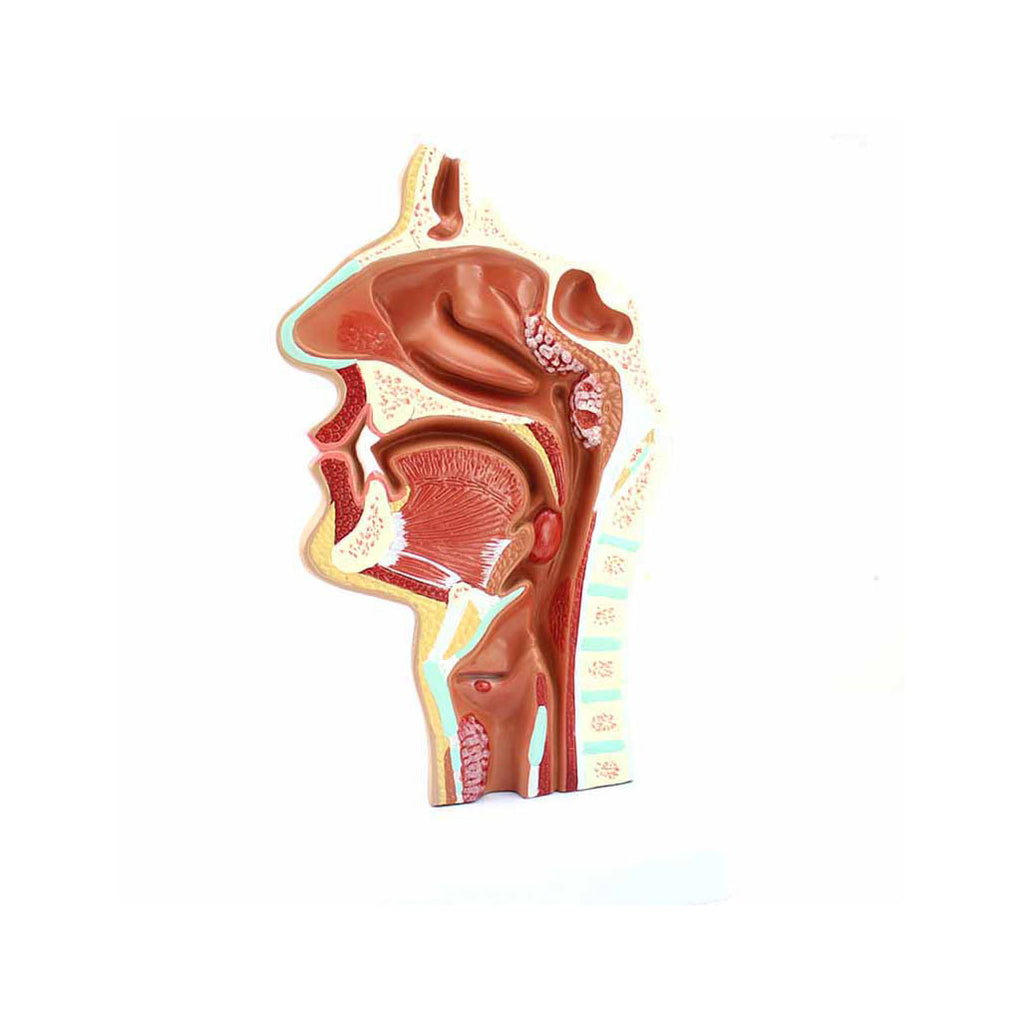 Larynx and Pharynx Disorders Model - Dr Wong Anatomy