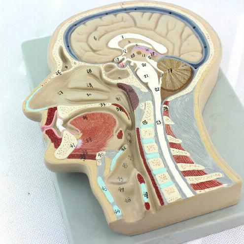 Median Section of Head Model – Dr Wong Anatomy