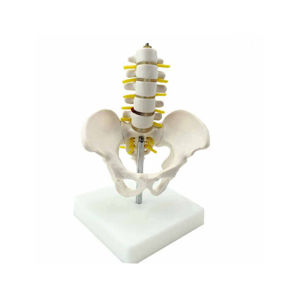 Human Pelvis Model with Lumbar Vertebrae - Dr Wong Anatomy