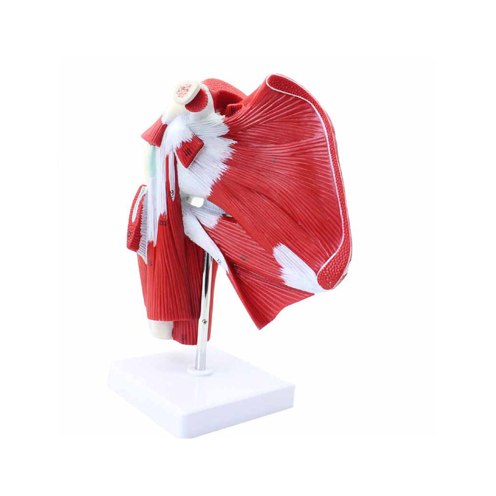 Model of Shoulder with Deep Muscle