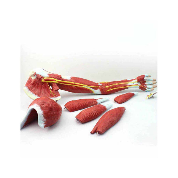 Muscle Of The Human Arm Model, 7 Parts - Dr Wong Anatomy
