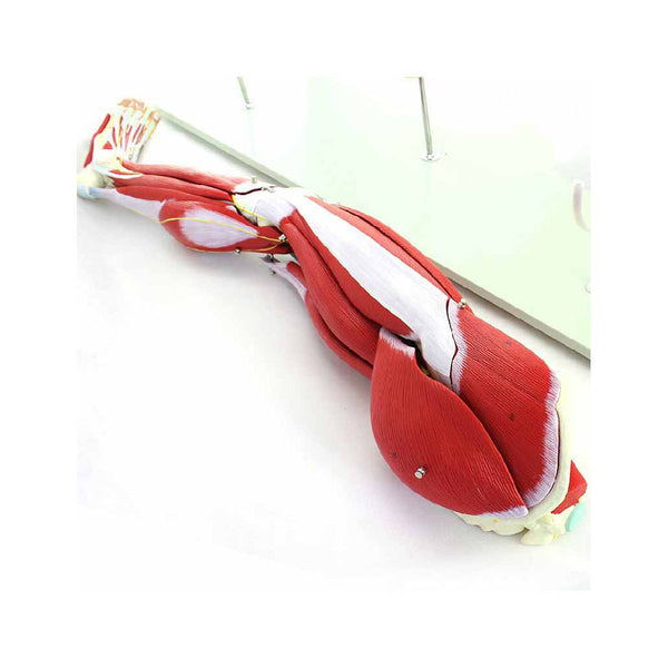 Muscles Of The Human Leg, 23 Parts - Dr Wong Anatomy