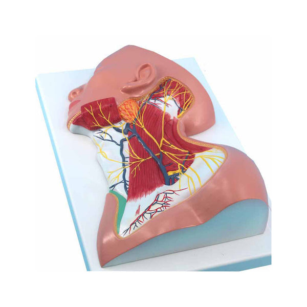 Nerves Of Neck Region Model, Life-Size - Dr Wong Anatomy