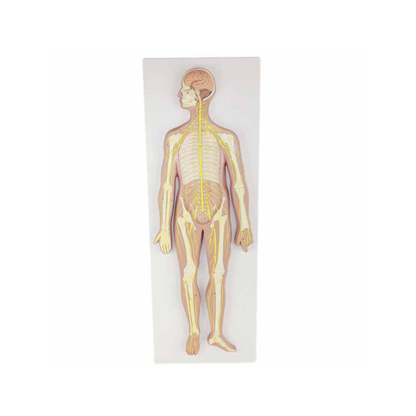 Human Nervous System Model - Dr Wong Anatomy