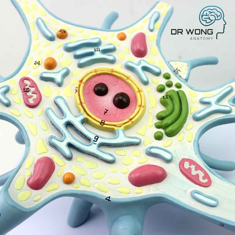 Blue Neuron Model Key Neuron Model