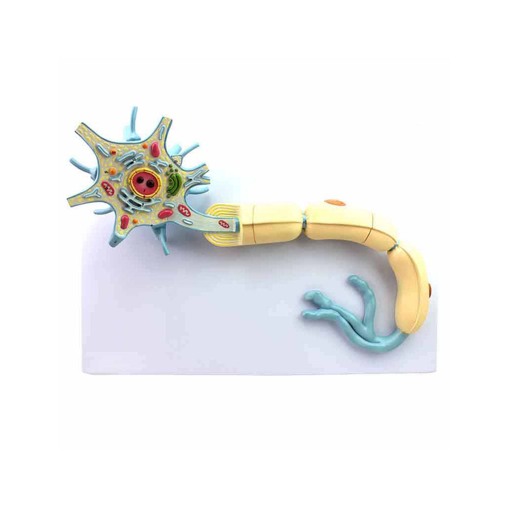 Neuron Model, 2500X Life-Size, 2 Parts – Dr Wong Anatomy