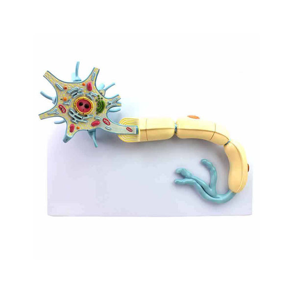 Neuron Model, 2500X Life-Size, 2 Parts - Dr Wong Anatomy
