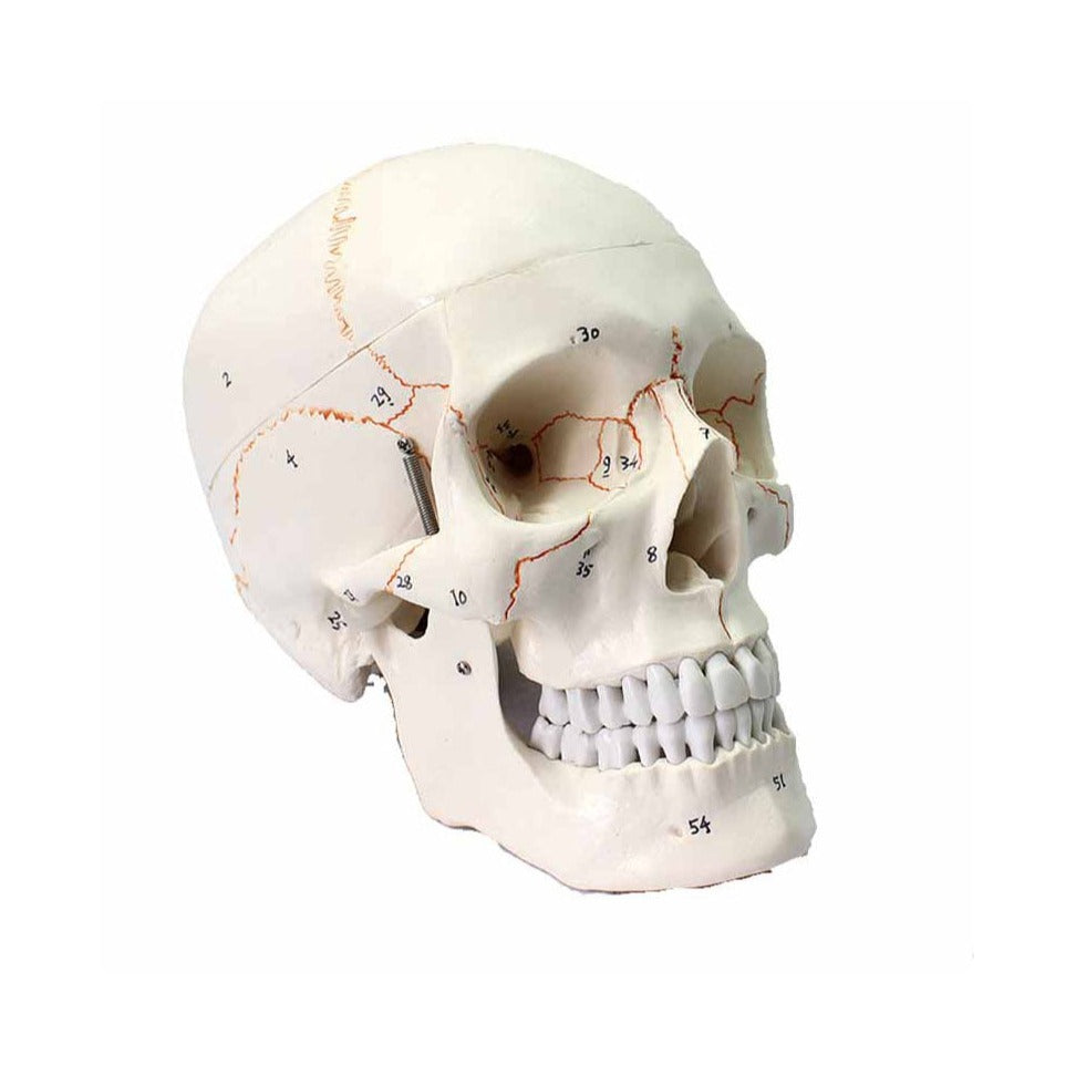 Numbered Human Skull Model, 3 Parts - Dr Wong Anatomy
