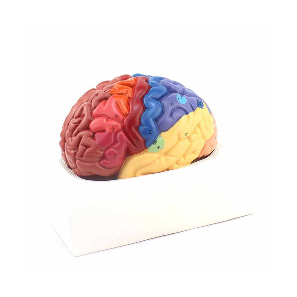 Regional Brain Model, Life-Size, 2 Parts