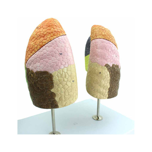 Segmental Lungs Model, Life-Size - Dr Wong Anatomy