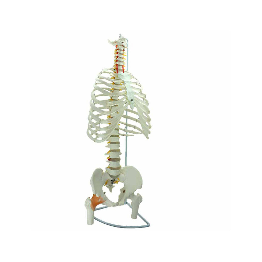 Skeletal Trunk Model, Life-Size
