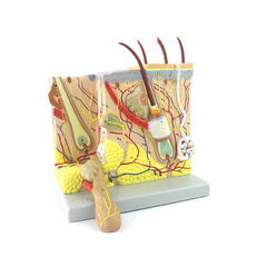 Skin Model, 70X Life-Size, 2 Parts - Dr Wong Anatomy