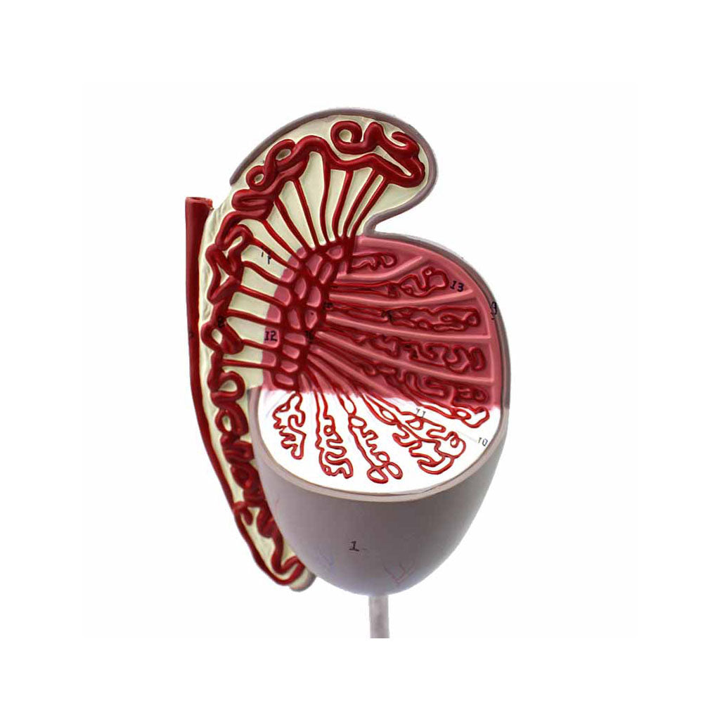 Human Testis Model, 3.5X Life-Size – Dr Wong Anatomy