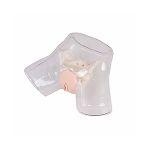 Transparent Female Catheterization Model - Dr Wong Anatomy